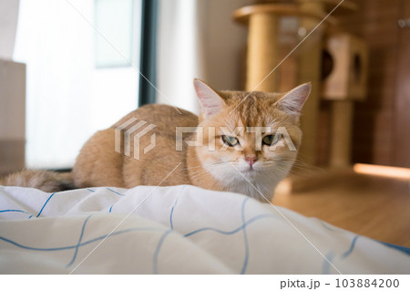 gold british cat kitten playing and having fun in living room gold british cat kitten playing and having fun in living room 103884200