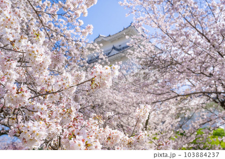 神奈川県小田原市 小田原城と桜の風景 神奈川県小田原市 小田原城と桜の風景 103884237