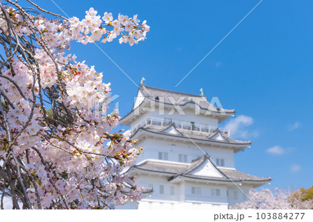 神奈川県小田原市 小田原城と桜の風景 神奈川県小田原市 小田原城と桜の風景 103884277