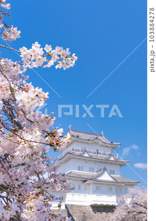 神奈川県小田原市 小田原城と桜の風景 神奈川県小田原市 小田原城と桜の風景 103884278