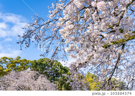 神奈川県小田原市 小田原城と桜の風景 神奈川県小田原市 小田原城と桜の風景 103884374