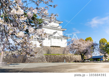 神奈川県小田原市　小田原城と桜の風景 103884391