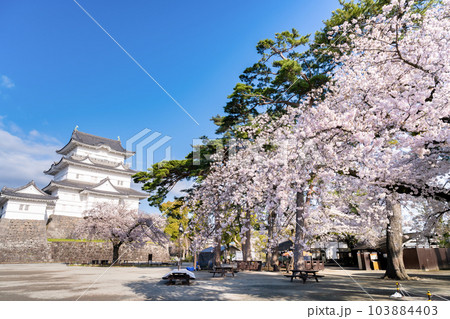 神奈川県小田原市　小田原城と桜の風景 103884403