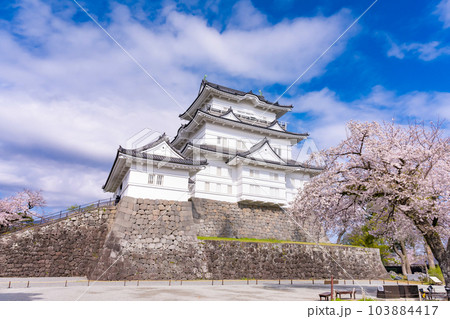神奈川県小田原市　小田原城と桜の風景 103884417