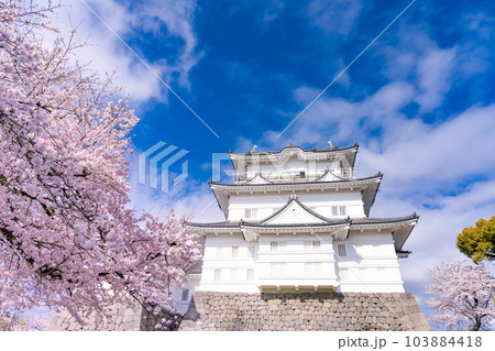神奈川県小田原市 小田原城と桜の風景 神奈川県小田原市 小田原城と桜の風景 103884418