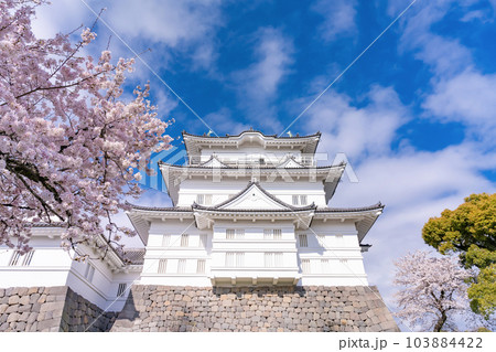神奈川県小田原市 小田原城と桜の風景 神奈川県小田原市 小田原城と桜の風景 103884422