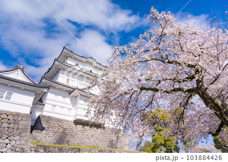 神奈川県小田原市　小田原城と桜の風景 103884426