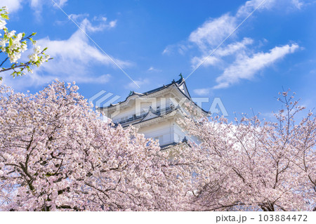 神奈川県小田原市 小田原城と桜の風景 神奈川県小田原市 小田原城と桜の風景 103884472