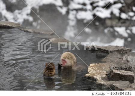 Japanese Snow monkey family,Jigokudani Monkey Park, Nagano, Japan. 103884833