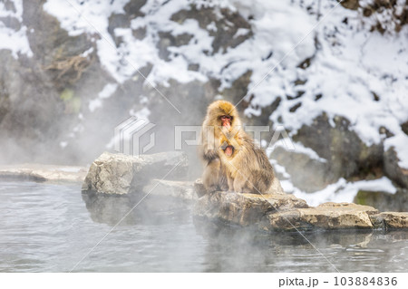 Japanese Snow monkey family,Jigokudani Monkey Park, Nagano, Japan. Japanese Snow monkey family,Jigokudani Monkey Park, Nagano, Japan. 103884836