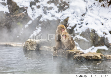Japanese Snow monkey family,Jigokudani Monkey Park, Nagano, Japan. Japanese Snow monkey family,Jigokudani Monkey Park, Nagano, Japan. 103884837