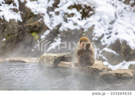 Japanese Snow monkey family,Jigokudani Monkey Park, Nagano, Japan. Japanese Snow monkey family,Jigokudani Monkey Park, Nagano, Japan. 103884838