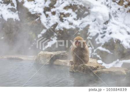 Japanese Snow monkey family,Jigokudani Monkey Park, Nagano, Japan. Japanese Snow monkey family,Jigokudani Monkey Park, Nagano, Japan. 103884839