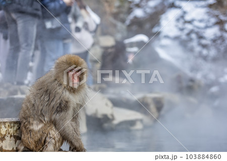 Japanese Snow monkey family,Jigokudani Monkey Park, Nagano, Japan. Japanese Snow monkey family,Jigokudani Monkey Park, Nagano, Japan. 103884860