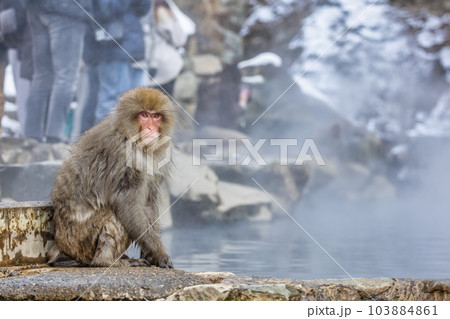 Japanese Snow monkey family,Jigokudani Monkey Park, Nagano, Japan. 103884861