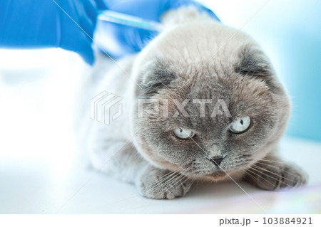 Vet examining cat. Veterinarian doctor in blue gloves vaccinating a Cat. Animal clinic. Pet check up and vaccination. Health care. Close up. Copy space for text. 103884921