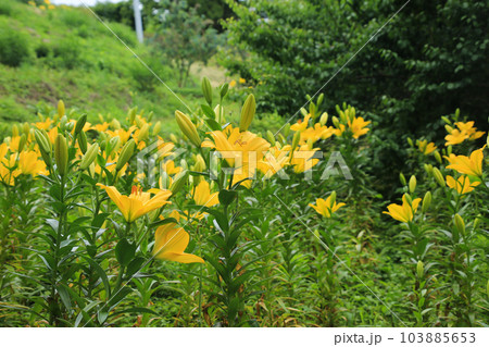愛媛県伊予市 佐礼谷の黄色い丘の百合の花 愛媛県伊予市 佐礼谷の黄色い丘の百合の花 103885653