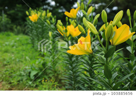 愛媛県伊予市　佐礼谷の黄色い丘の百合の花 103885656