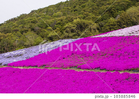 芝桜が咲く風景　シバザクラ　小さなかわいい花　志摩市観光農園　観光スポット 103885846