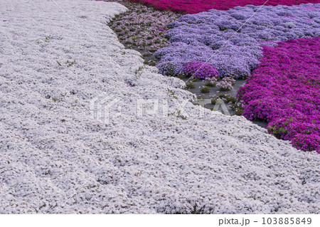 芝桜が咲く花畑　シバザクラの風景　小さなかわいい花　背景素材 103885849