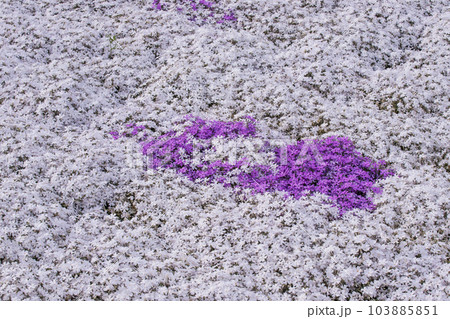 芝桜が咲く花畑 シバザクラの風景 小さなかわいい花 背景素材の 芝桜が咲く花畑 シバザクラの風景 小さなかわいい花 背景素材の