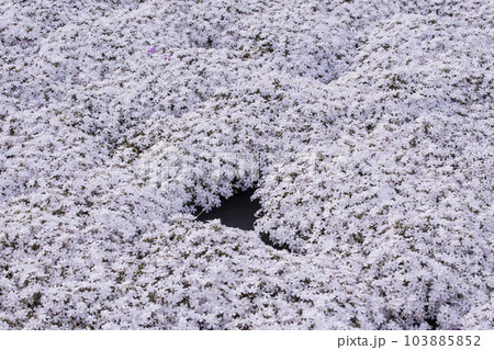 芝桜が咲く花畑 シバザクラの風景 小さなかわいい花 背景素材 芝桜が咲く花畑 シバザクラの風景 小さなかわいい花 背景素材 103885852