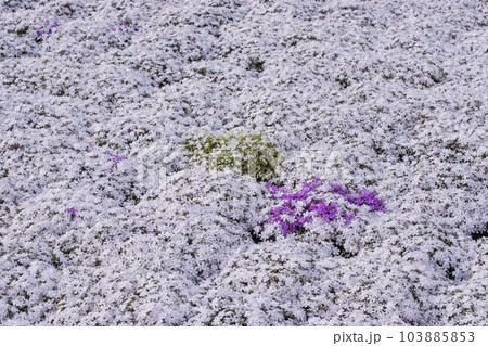 芝桜が咲く花畑　シバザクラの風景　小さなかわいい花　背景素材 103885853