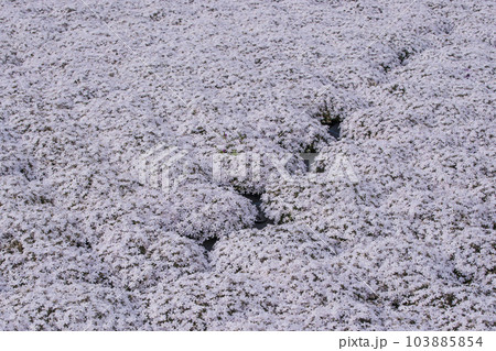 芝桜が咲く花畑 シバザクラの風景 小さなかわいい花 背景素材 芝桜が咲く花畑 シバザクラの風景 小さなかわいい花 背景素材 103885854