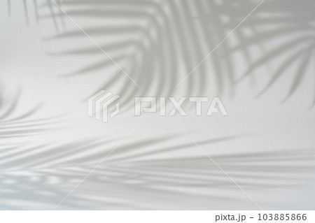 Shadow of tropical leaves Shadow of tropical leaves 103885866