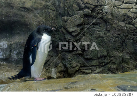 アドベンチャーワールド アデリーペンギン 103885887