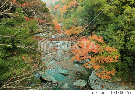 【徳島県】秋の紅葉した（祖谷のかずら橋） 103886255
