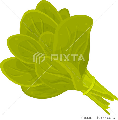 color vector illustration of spinach, a bunch of spinach, herbs and vegetables, spices and herbs, vitamin a 103886613