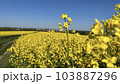 Photo of a natural summer landscape with vegetation and flowers under a clear sky. Nature, landscape, palettes of bright colors of living nature. 103887296