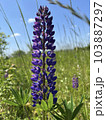 Photo of a natural summer landscape with vegetation and flowers under a clear sky. Nature, landscape, palettes of bright colors of living nature. 103887297
