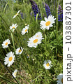 Photo of a natural summer landscape with vegetation and flowers under a clear sky. Nature, landscape, palettes of bright colors of living nature. 103887301
