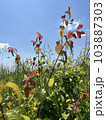 Photo of a natural summer landscape with vegetation and flowers under a clear sky. Nature, landscape, palettes of bright colors of living nature. 103887303