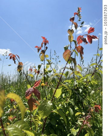 Photo of a natural summer landscape with vegetation and flowers under a clear sky. Nature, landscape, palettes of bright colors of living nature. 103887303