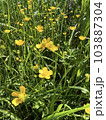 Photo of a natural summer landscape with vegetation and flowers under a clear sky. Nature, landscape, palettes of bright colors of living nature. 103887304