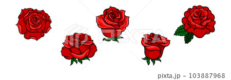 Decorative Blown Red Roses with Petal and Leaves Vector Set 103887968