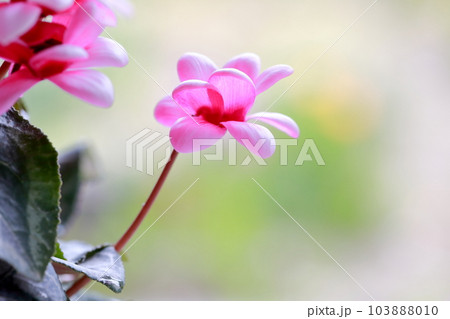 贈り物に最適な色鮮やかな花 シクラメン 贈り物に最適な色鮮やかな花 シクラメン 103888010