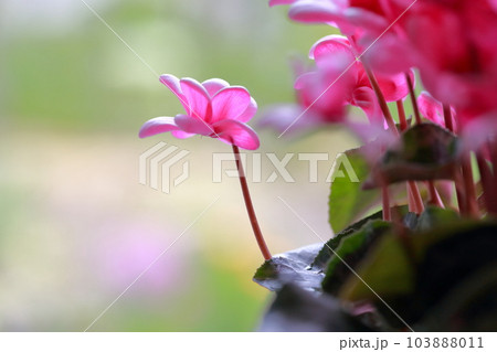 贈り物に最適な色鮮やかな花 シクラメン 贈り物に最適な色鮮やかな花 シクラメン 103888011