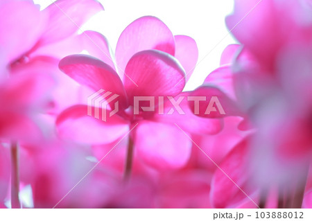 贈り物に最適な色鮮やかな花　シクラメン 103888012