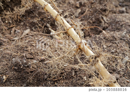 ハチク 地中から掘り起こされた竹の根っこ(淡竹、筍、タケノコ、竹) ハチク 地中から掘り起こされた竹の根っこ(淡竹、筍、タケノコ、竹) 103888016