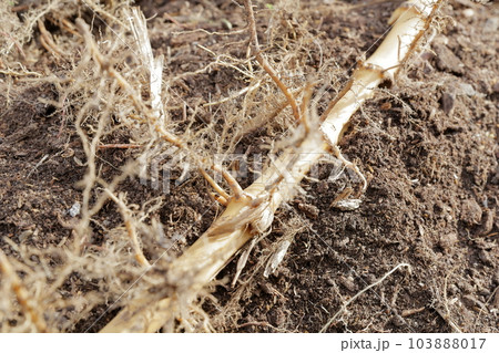 ハチク　地中から掘り起こされた竹の根っこ（淡竹、筍、タケノコ、竹） 103888017