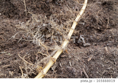 ハチク 地中から掘り起こされた竹の根っこ(淡竹、筍、タケノコ、竹) ハチク 地中から掘り起こされた竹の根っこ(淡竹、筍、タケノコ、竹) 103888019