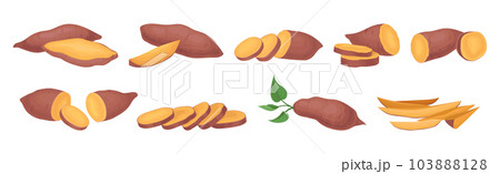 Sweet Potato as Large, Starchy, Sweet-tasting Tuberous Root Vegetable Vector Set 103888128