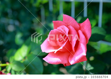 華やかな色彩に彩られた美しいバラ 103888704