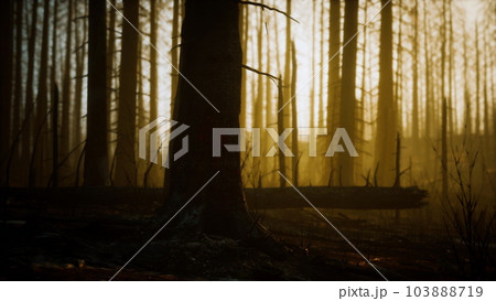 Black ashes of canary pine after forest fire 103888719