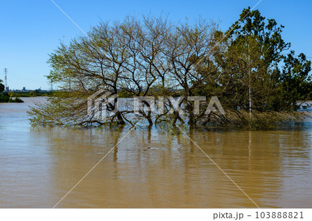 令和元年東日本台風・大雨で水没した荒川と彩湖道満グリーンパーク 103888821