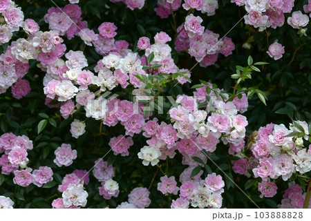 夢乙女　バラの花 103888828